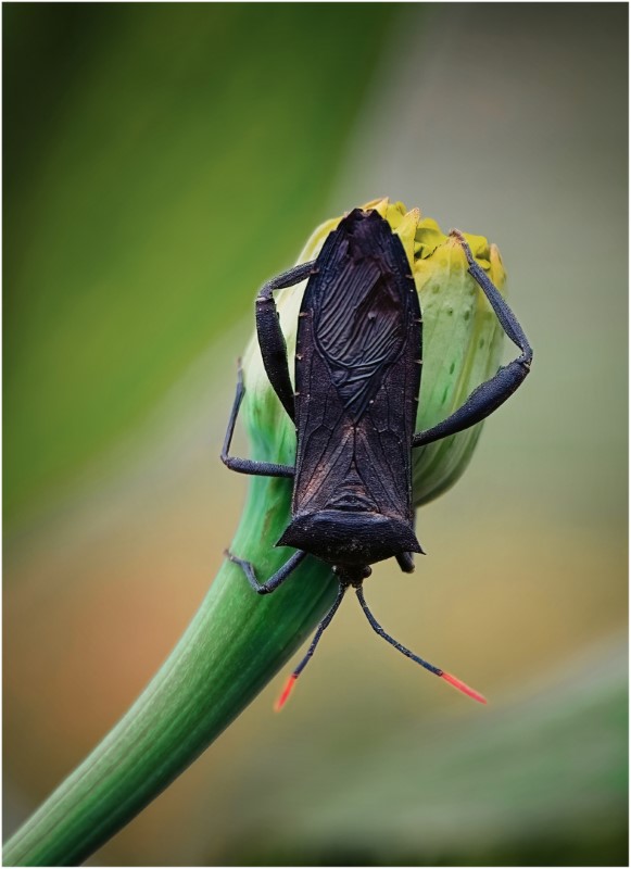 Leaf Footed Shield Beetle 